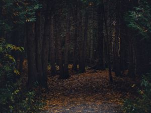 Preview wallpaper forest, path, autumn, trees, walk