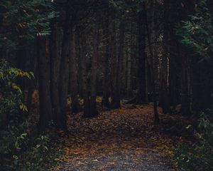 Preview wallpaper forest, path, autumn, trees, walk