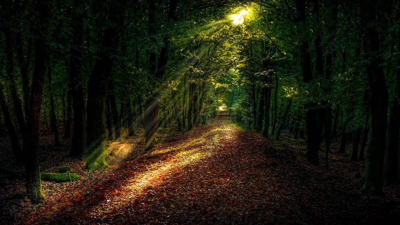 Wallpaper forest, path, autumn, trees, sunlight