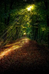 Preview wallpaper forest, path, autumn, trees, sunlight