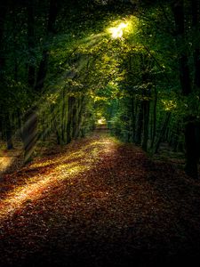 Preview wallpaper forest, path, autumn, trees, sunlight