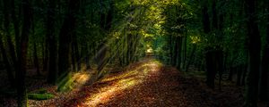 Preview wallpaper forest, path, autumn, trees, sunlight