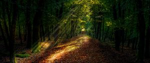 Preview wallpaper forest, path, autumn, trees, sunlight