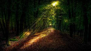 Preview wallpaper forest, path, autumn, trees, sunlight