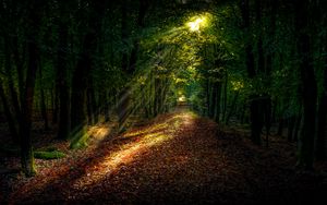 Preview wallpaper forest, path, autumn, trees, sunlight
