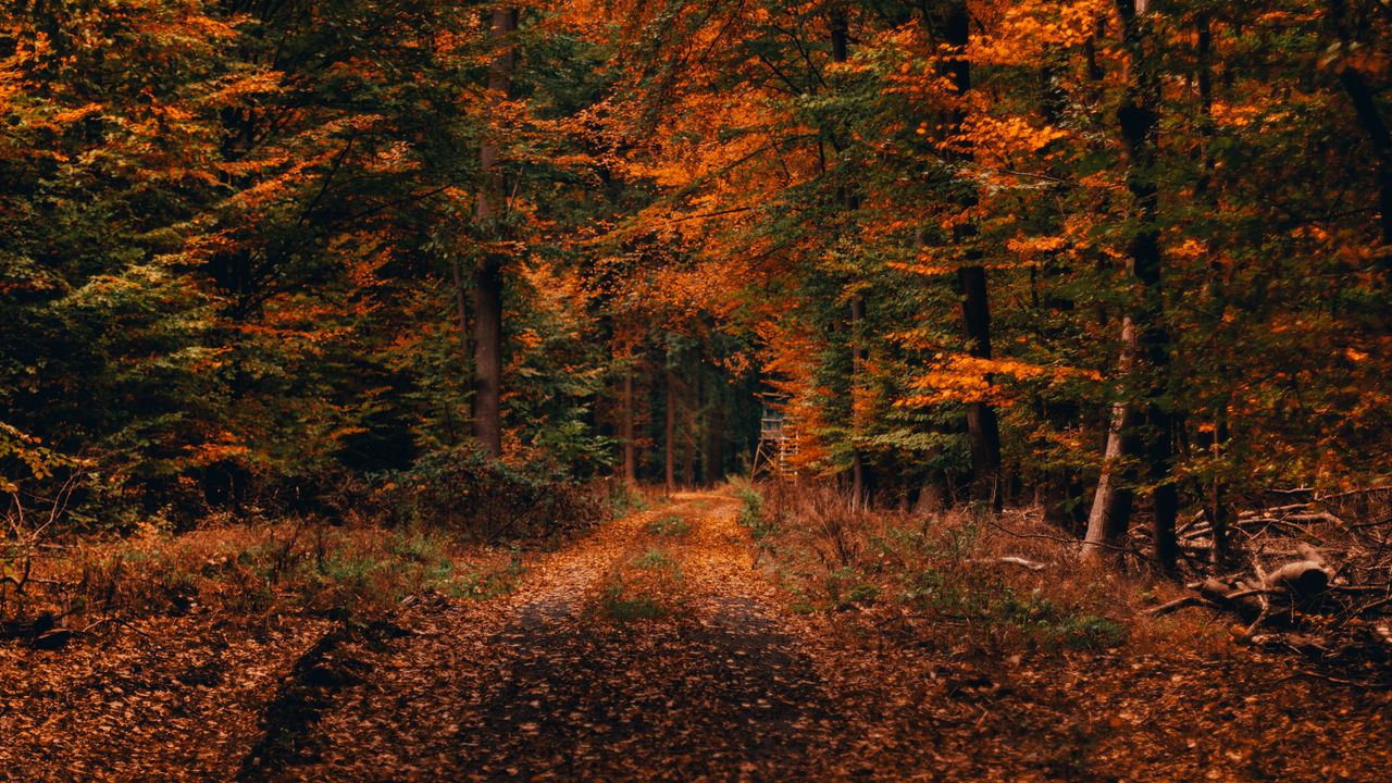 Wallpaper forest, path, autumn, foliage, fallen, trees, autumn landscape