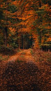 Preview wallpaper forest, path, autumn, foliage, fallen, trees, autumn landscape