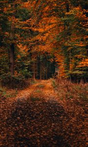 Preview wallpaper forest, path, autumn, foliage, fallen, trees, autumn landscape