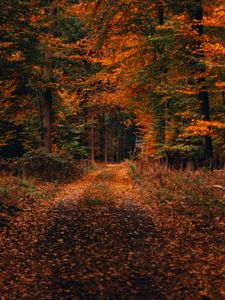 Preview wallpaper forest, path, autumn, foliage, fallen, trees, autumn landscape