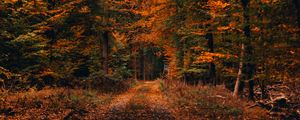 Preview wallpaper forest, path, autumn, foliage, fallen, trees, autumn landscape