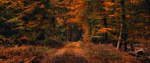 Preview wallpaper forest, path, autumn, foliage, fallen, trees, autumn landscape