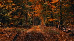 Preview wallpaper forest, path, autumn, foliage, fallen, trees, autumn landscape
