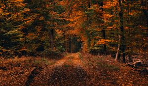 Preview wallpaper forest, path, autumn, foliage, fallen, trees, autumn landscape