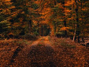 Preview wallpaper forest, path, autumn, foliage, fallen, trees, autumn landscape