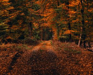 Preview wallpaper forest, path, autumn, foliage, fallen, trees, autumn landscape