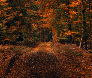 Preview wallpaper forest, path, autumn, foliage, fallen, trees, autumn landscape