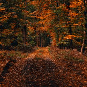 Preview wallpaper forest, path, autumn, foliage, fallen, trees, autumn landscape