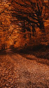 Preview wallpaper forest, path, autumn, trees, foliage