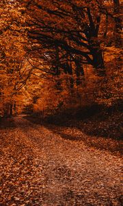 Preview wallpaper forest, path, autumn, trees, foliage