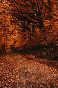 Preview wallpaper forest, path, autumn, trees, foliage