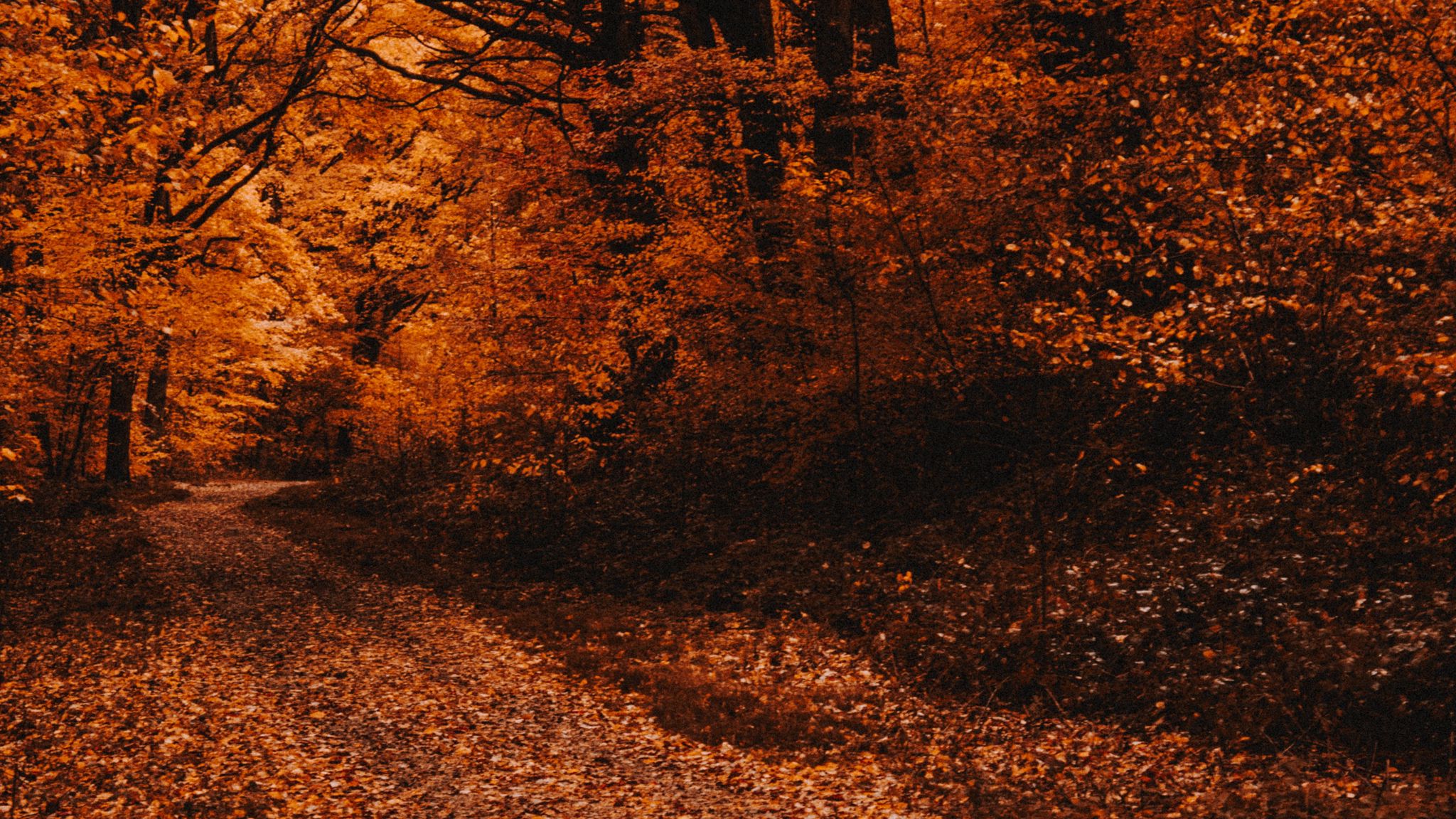 Download Wallpaper 2048x1152 Autumn, Path, Forest, Trees Ultrawide