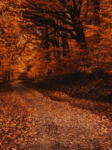 Preview wallpaper forest, path, autumn, trees, foliage