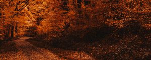 Preview wallpaper forest, path, autumn, trees, foliage