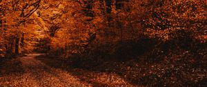 Preview wallpaper forest, path, autumn, trees, foliage