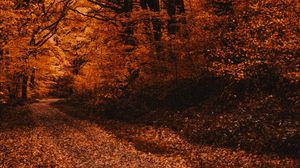 Preview wallpaper forest, path, autumn, trees, foliage