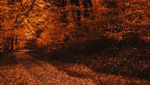 Preview wallpaper forest, path, autumn, trees, foliage