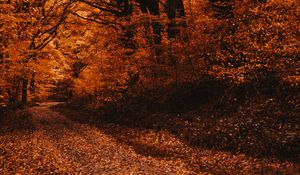 Preview wallpaper forest, path, autumn, trees, foliage