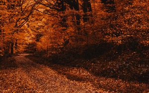 Preview wallpaper forest, path, autumn, trees, foliage