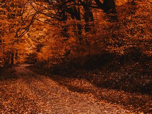 Preview wallpaper forest, path, autumn, trees, foliage