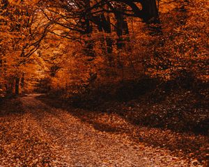 Preview wallpaper forest, path, autumn, trees, foliage