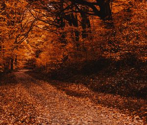 Preview wallpaper forest, path, autumn, trees, foliage