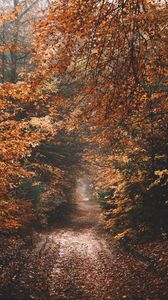 Preview wallpaper forest, path, autumn, nature