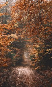 Preview wallpaper forest, path, autumn, nature