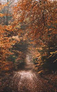 Preview wallpaper forest, path, autumn, nature