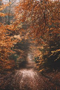 Preview wallpaper forest, path, autumn, nature
