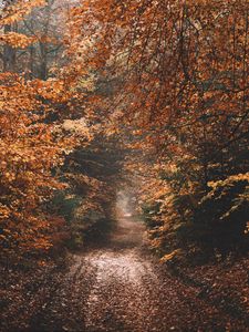 Preview wallpaper forest, path, autumn, nature