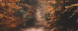 Preview wallpaper forest, path, autumn, nature