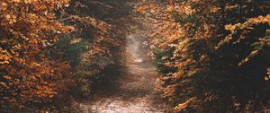 Preview wallpaper forest, path, autumn, nature