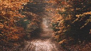 Preview wallpaper forest, path, autumn, nature