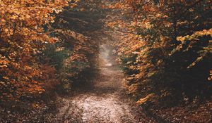Preview wallpaper forest, path, autumn, nature