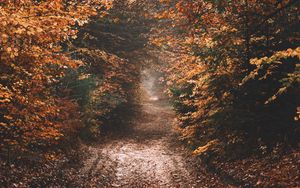 Preview wallpaper forest, path, autumn, nature