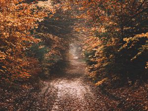 Preview wallpaper forest, path, autumn, nature