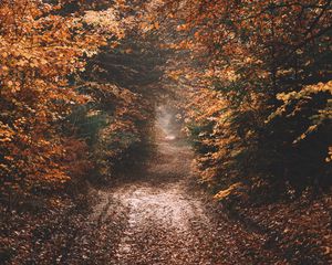 Preview wallpaper forest, path, autumn, nature