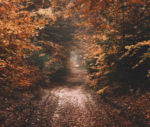 Preview wallpaper forest, path, autumn, nature