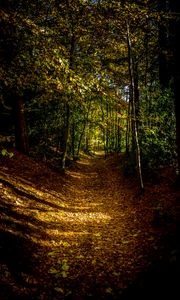 Preview wallpaper forest, path, autumn, trees, leaves