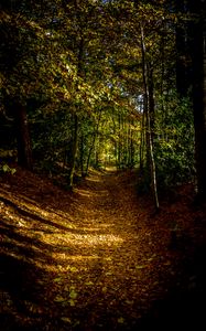 Preview wallpaper forest, path, autumn, trees, leaves